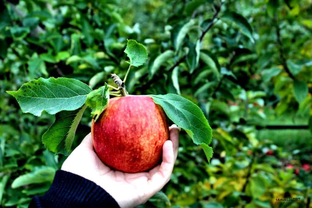 Hand holding an apple