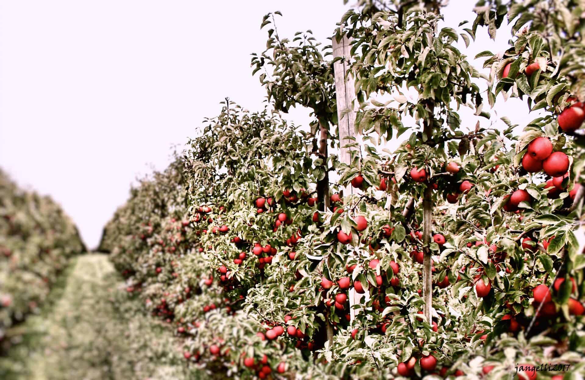 Mountain Rose Apple Galette The Copper Table