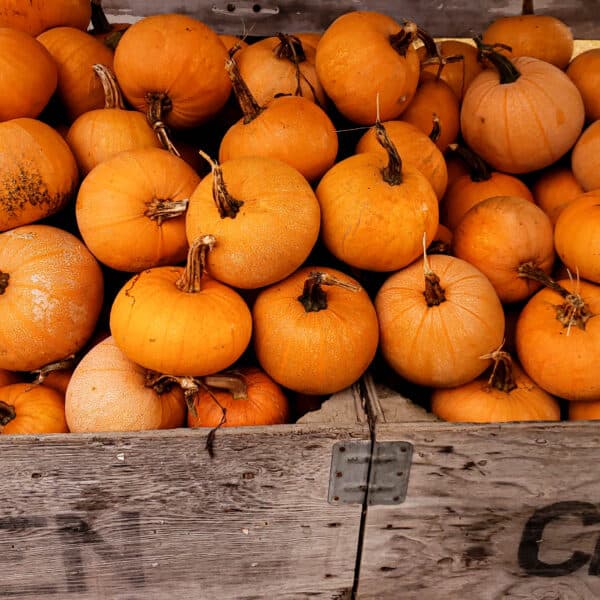crate of pumpkins
