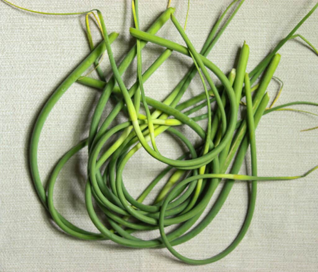 bunch of garlic scapes