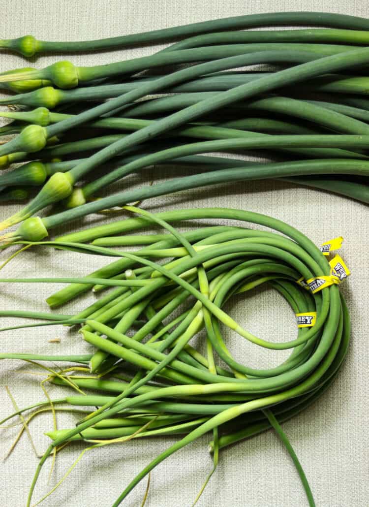 bunch of garlic scapes next to a bunch of leek scapes