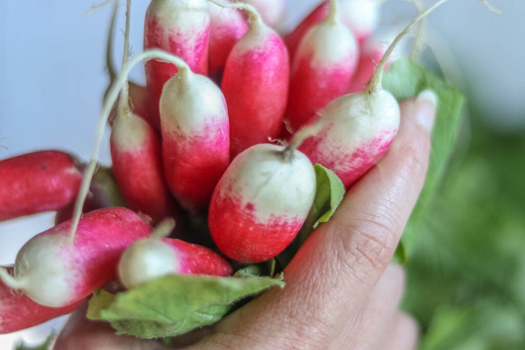 Handful of radishes.