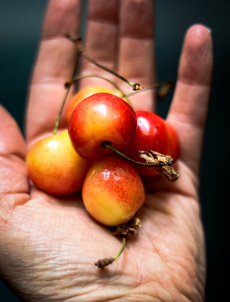Handful of rainier Cherries.